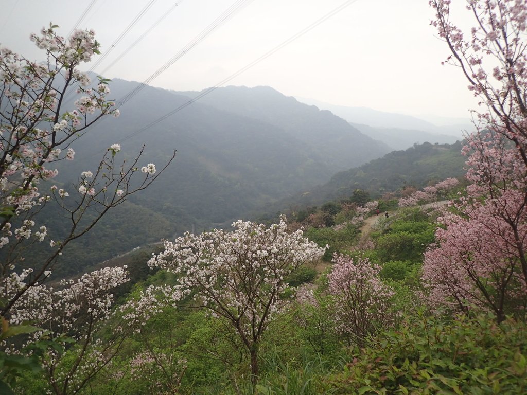 P2266686.JPG - 三峽  熊空  大熊櫻花林