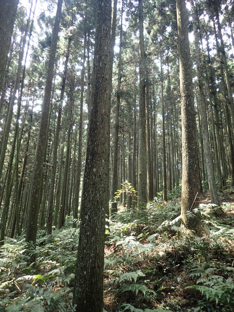 P4036937.JPG - 五峰  鵝公髻山登山步道  (02)