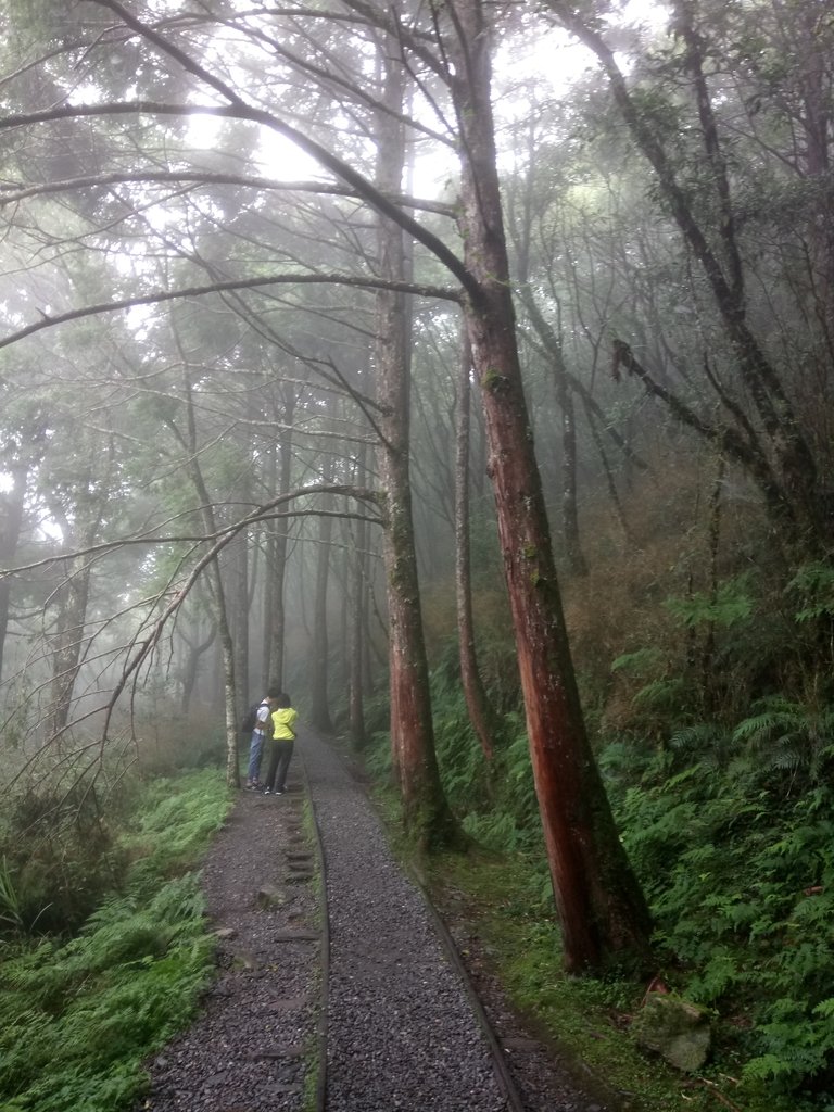 DSC_5611.JPG - 太平山 見晴懷古步道