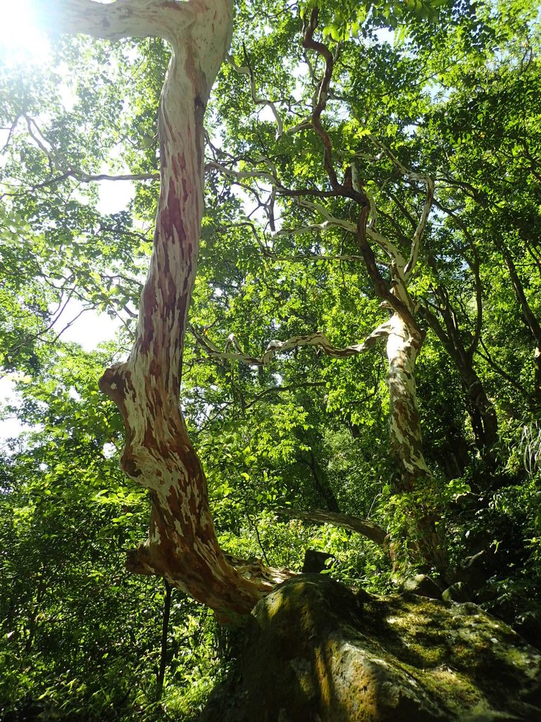 P7296103.JPG - 金山  竹子山古道  阿里磅瀑布