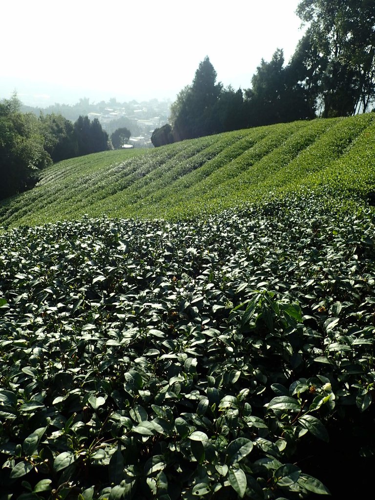 PB225321.JPG - 竹山  山坪頂茶園