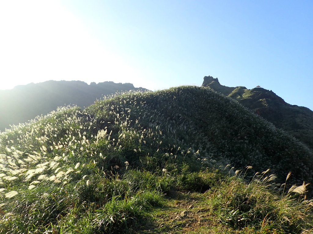 PC017851.JPG - 瑞芳  茶壺山芒花季