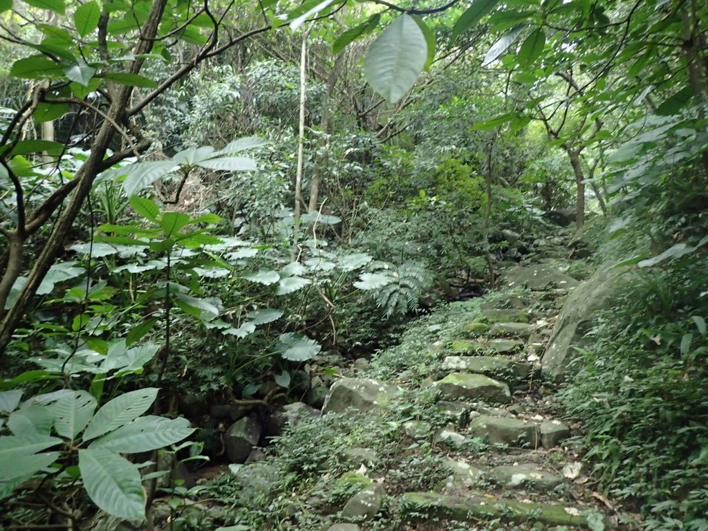 P1263973.JPG - 金山  大路崁古道