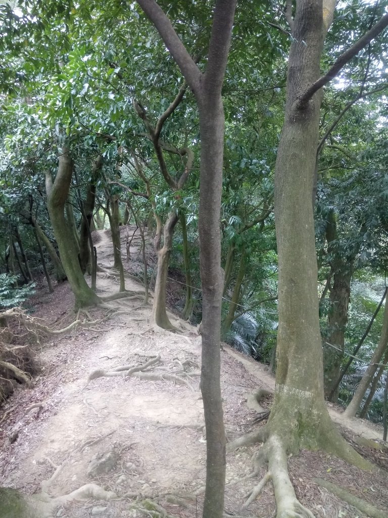 DSC_5149.JPG - 三峽  鳶尾山登山步道