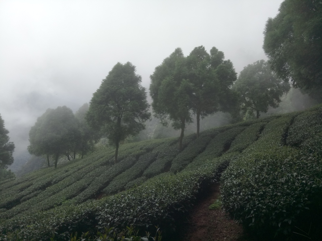 DSC_7919.JPG - 武界茶園  (02)