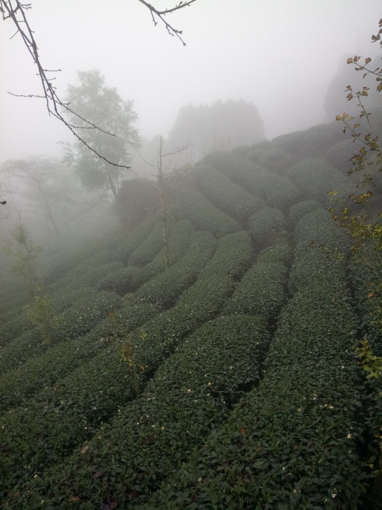 DSC_0513.JPG - 鹿谷  大崙山  霧中茶園之美(03)