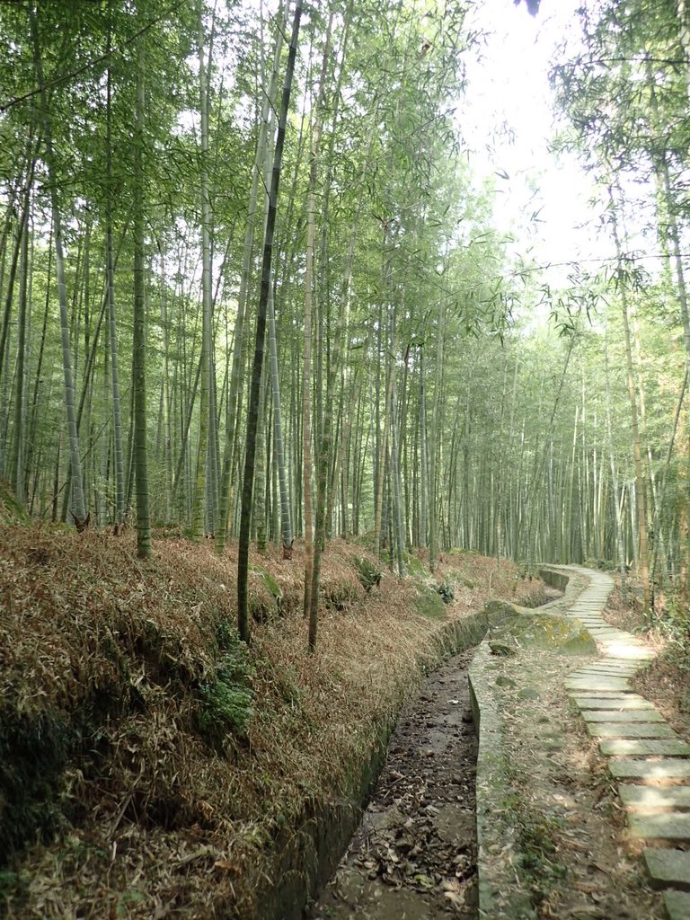 PA171302.JPG - 鹿谷  長源圳古道