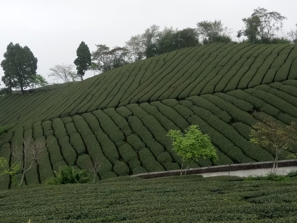 DSC_1479.JPG - 阿里山  頂石卓茶園之美