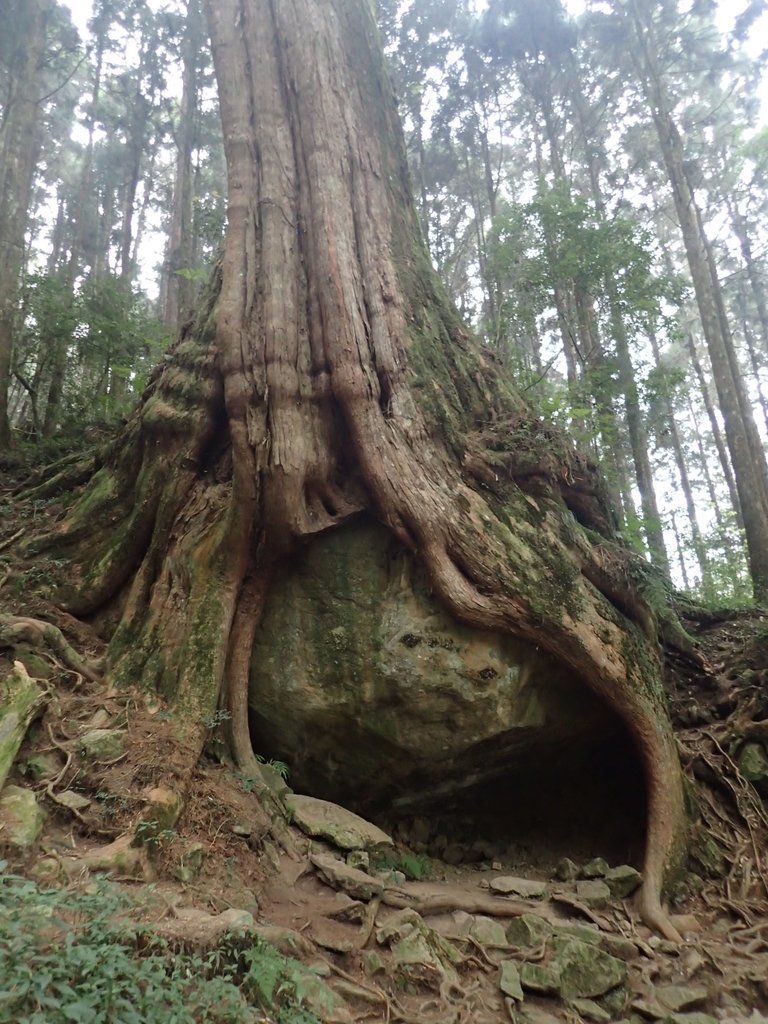 P3257951.JPG - 阿里山  二萬平  抱石神木