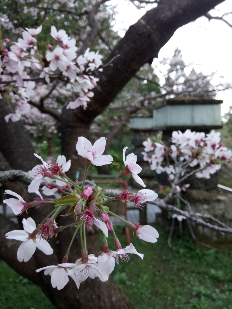 DSC_1637.JPG - 阿里山  沼平公園  賞櫻