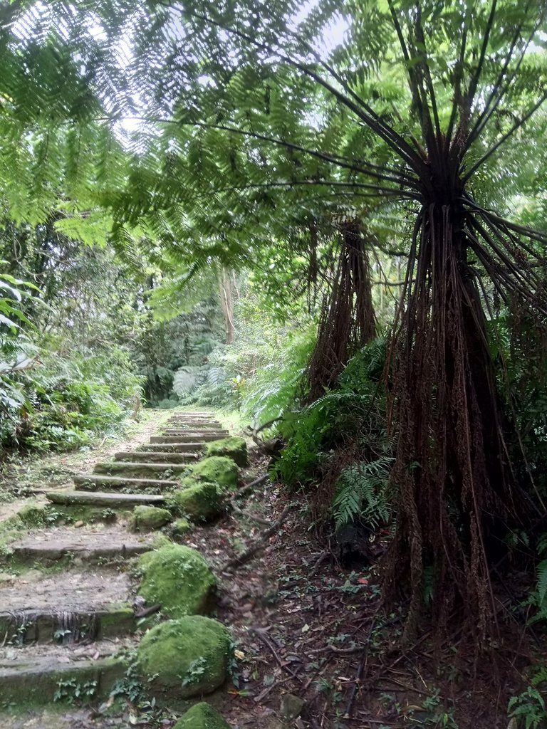 DSC_5996.JPG - 深坑  土庫岳登山步道  (01)