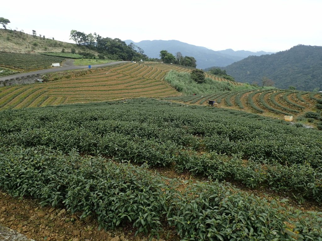 P3170440.JPG - 坪林  大湖尾茶園風光