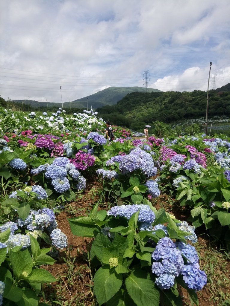 DSC_9334.JPG - 萬里  高家繡球花田