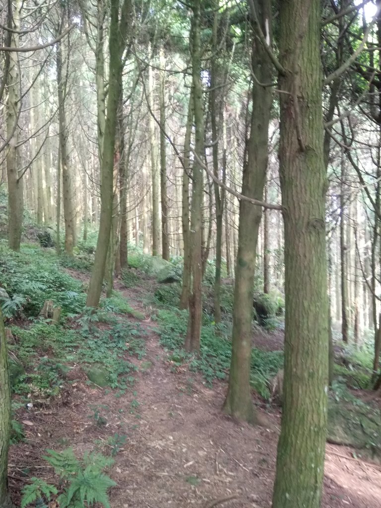 DSC_1019.JPG - 新竹  五指山登山步道