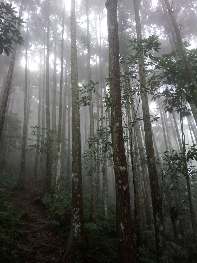 DSC_2887.JPG - 南庄  向天湖山  光天高山