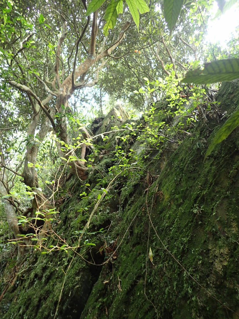 PA040484.JPG - 魚池  大尖山登山步道