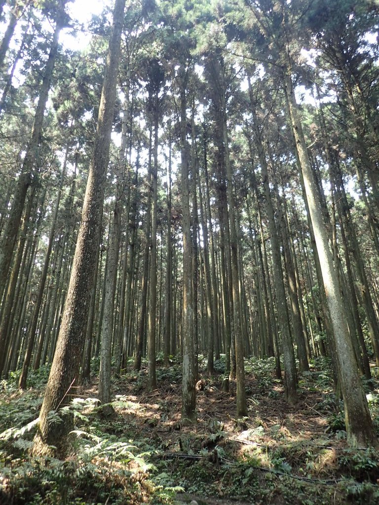 P4036938.JPG - 五峰  鵝公髻山登山步道  (02)