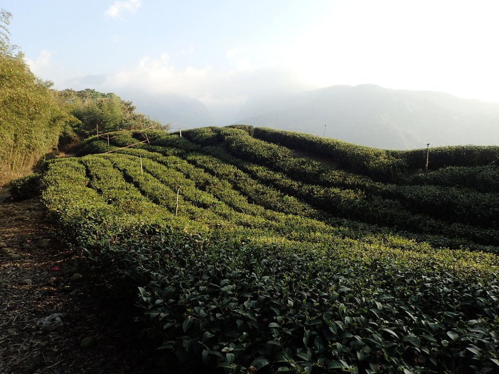 PB225323.JPG - 竹山  山坪頂茶園