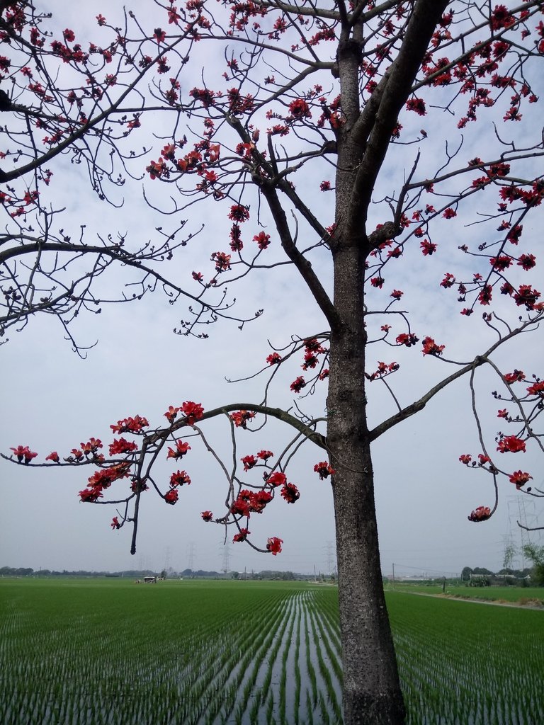 DSC_8367.JPG - 竹塘  田頭  木棉花道