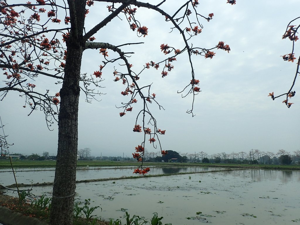 P3066620.JPG - 白河  林初埤  木棉花