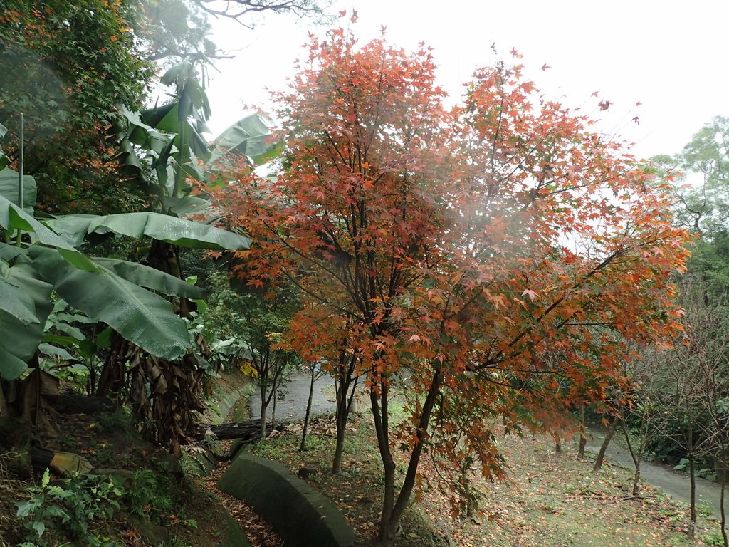 P1062146.JPG - 土城  承天寺  朝山步道