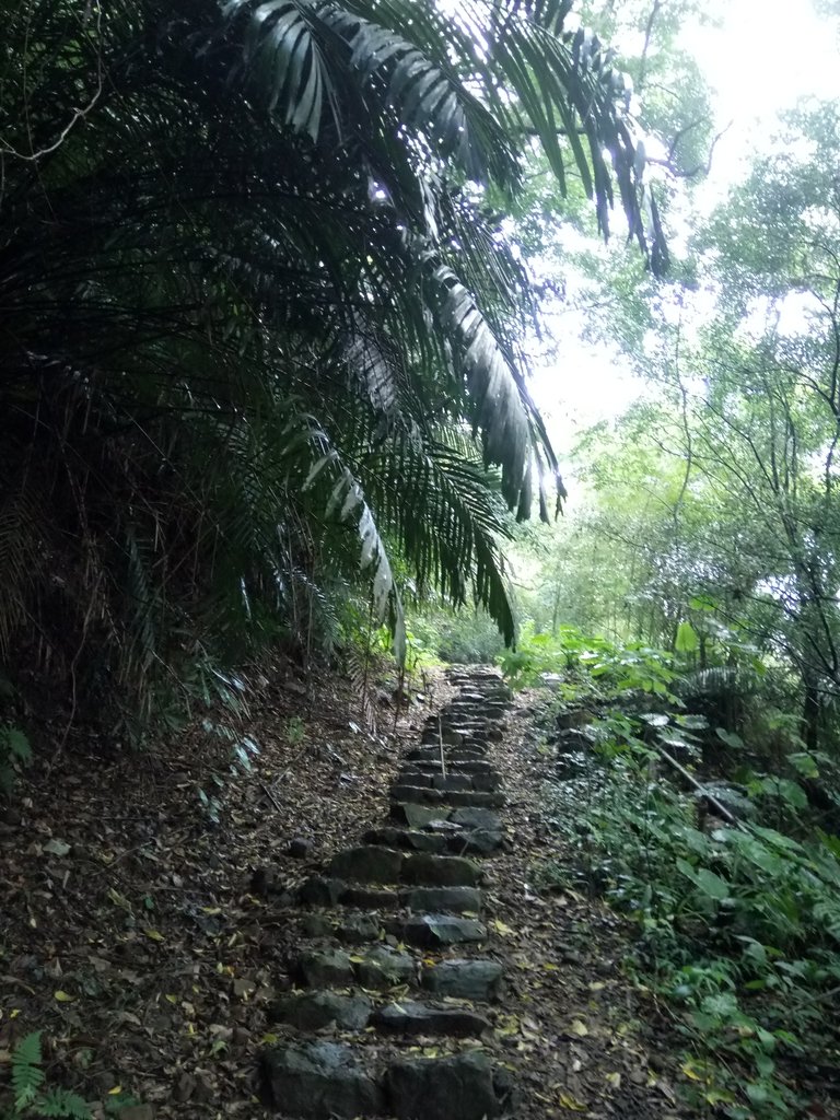 DSC_9621.JPG - 公館  出礦坑登山步道