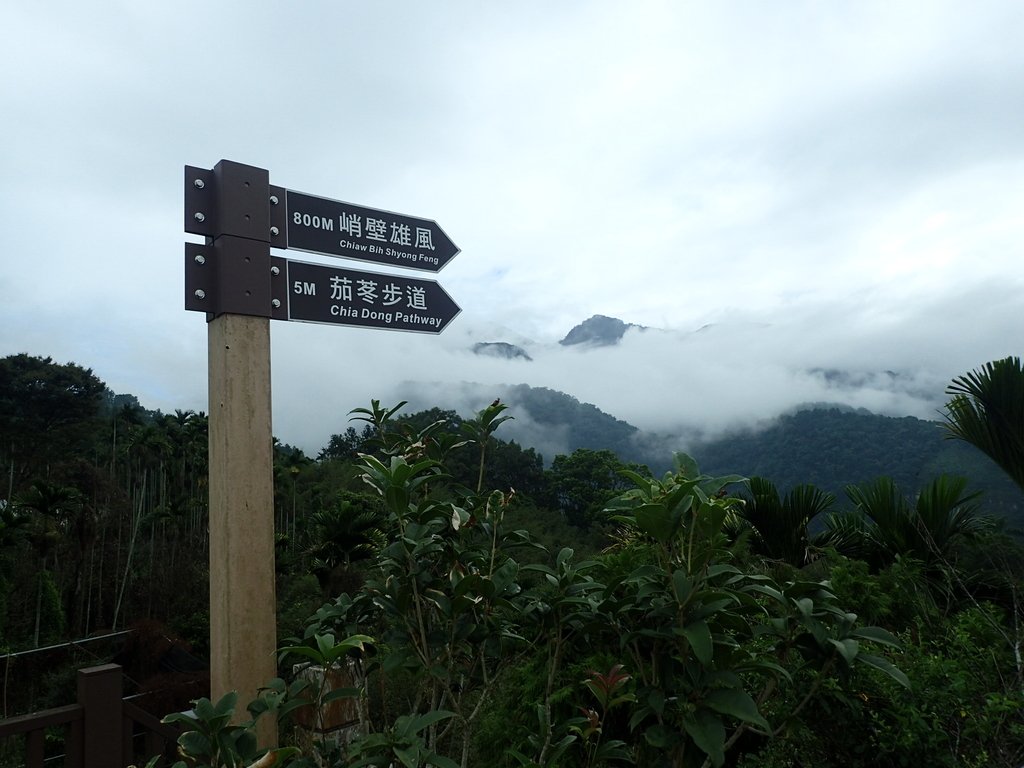 PA231630.JPG - 草嶺  茄苳步道  峭壁雄風
