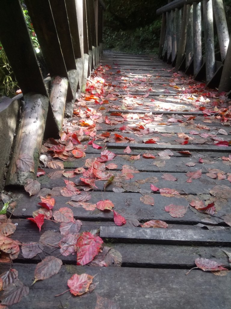 DSC_0113.JPG - 太平山  翠峰湖環山步道  01