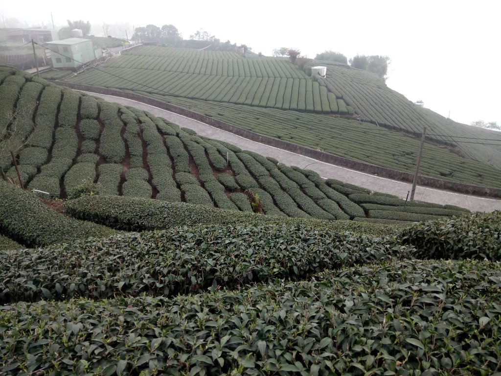 DSC_1481.JPG - 阿里山  頂石卓茶園之美