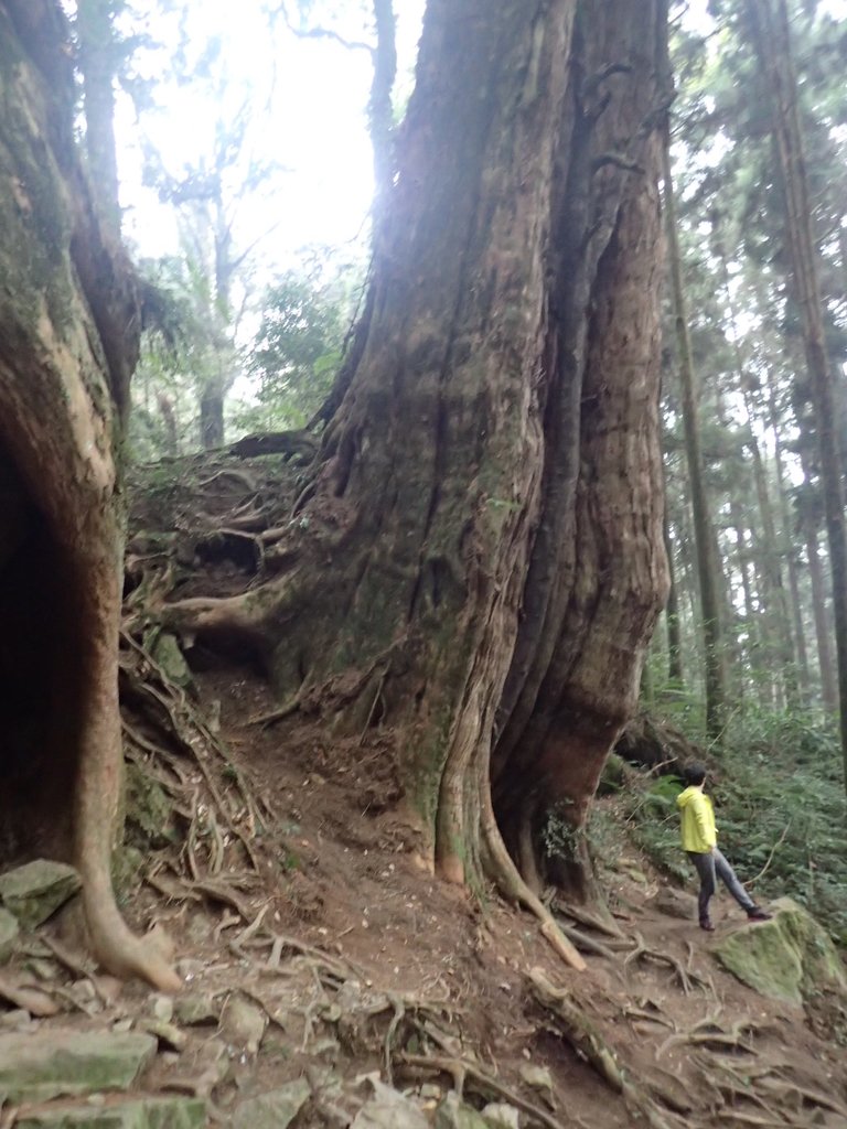 P3257954.JPG - 阿里山  二萬平  抱石神木