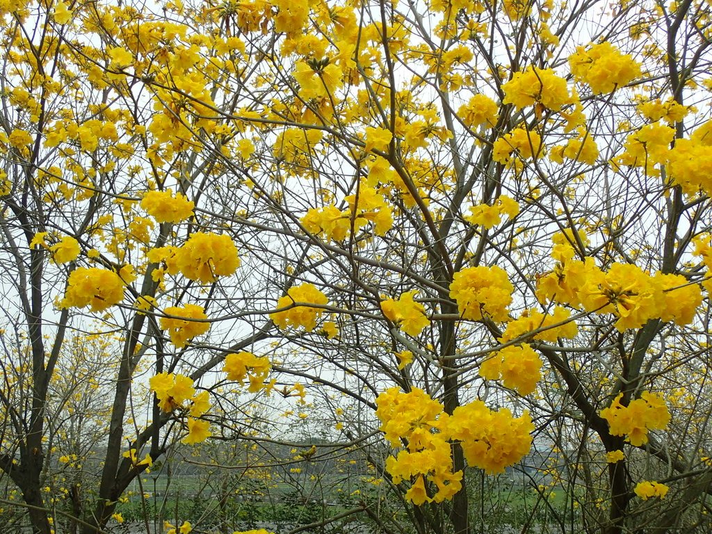 P3066596.JPG - 竹塘  田頭堤防  黃花風鈴木