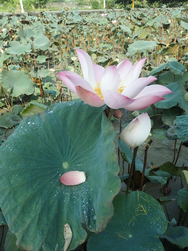 P8045040.JPG - 中埔  義仁村  蓮花池畔