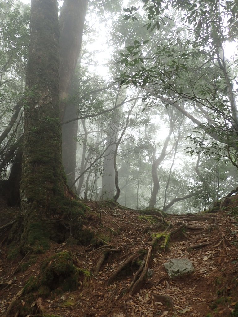 PA185668.JPG - 台中  和平  稍來山南峰