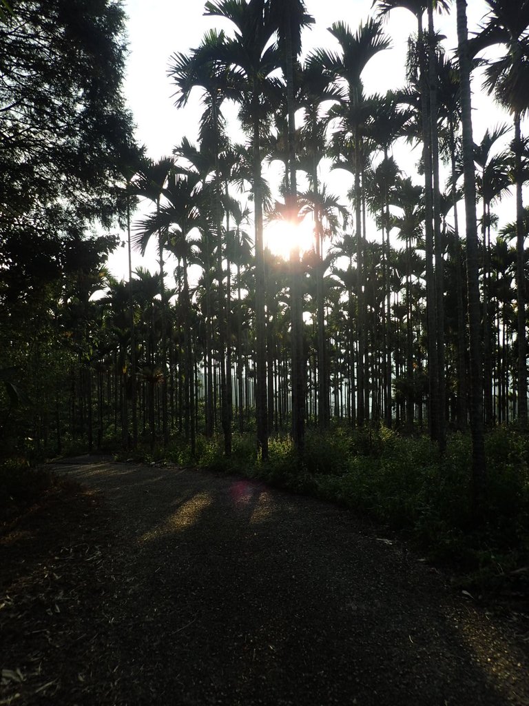 PA282182.JPG - 魚池  金龍山  (槌子寮山)