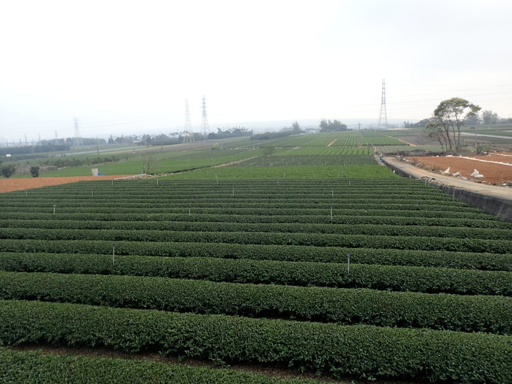 P3016172.JPG - 名間  鹿鳴茶園之  暮色沉靄