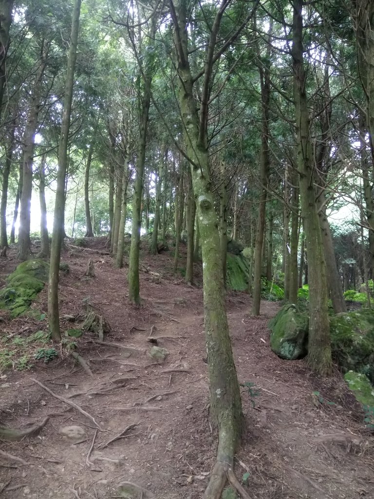 DSC_1026.JPG - 新竹  五指山登山步道