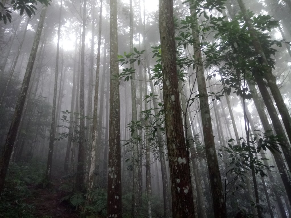 DSC_2888.JPG - 南庄  向天湖山  光天高山