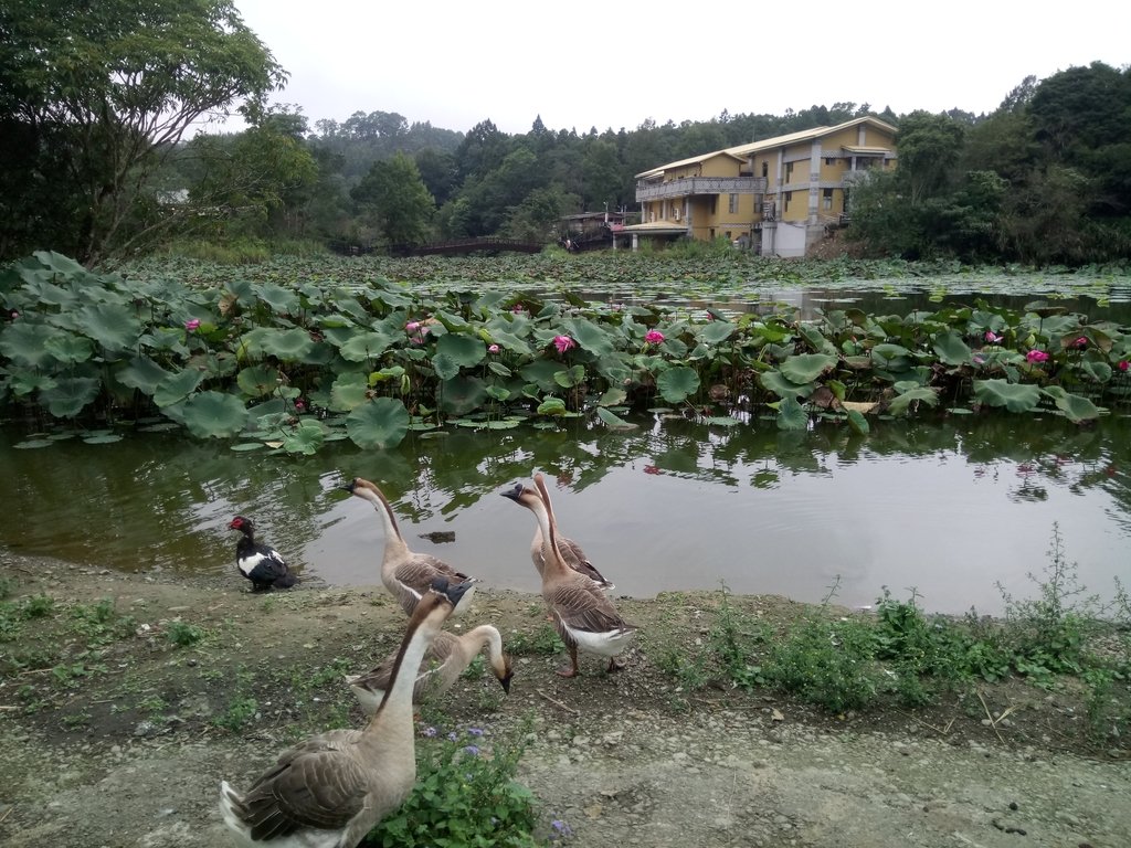 DSC_2957.JPG - 南庄  向天湖之  環湖步道