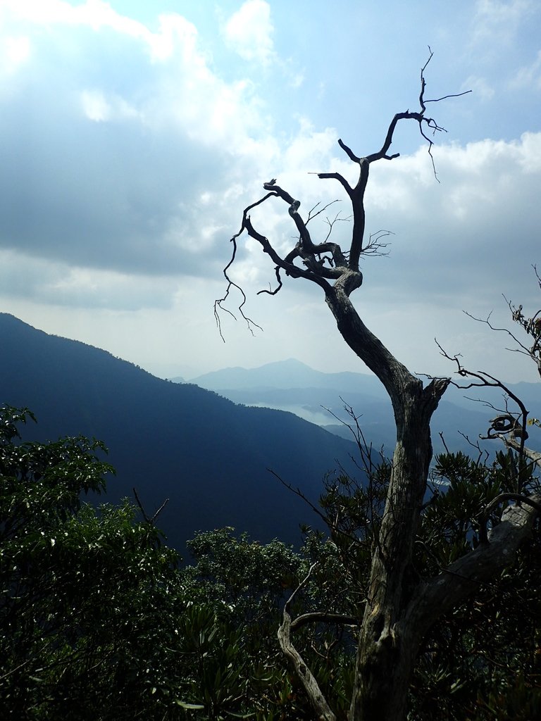 PA040486.JPG - 魚池  大尖山登山步道