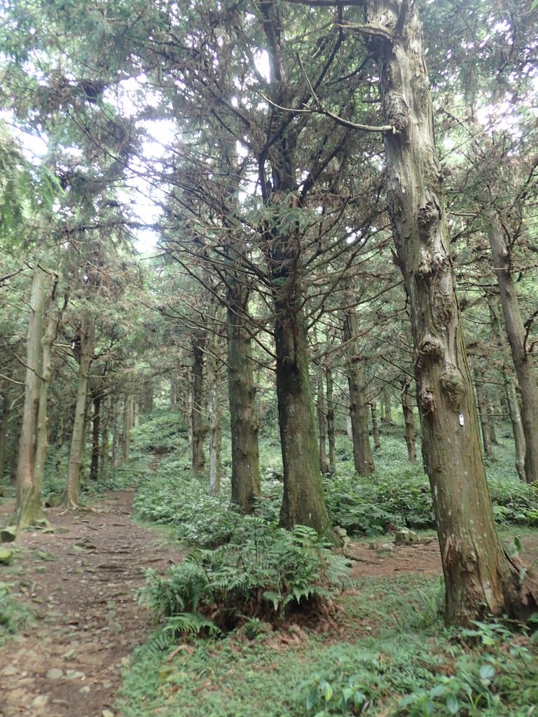 P7235812.JPG - 台中和平  長壽山登山步道  (上)