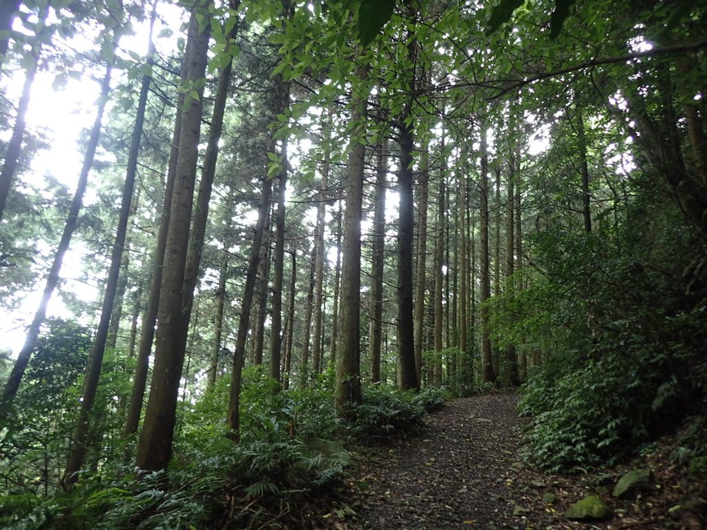 P7235802.JPG - 台中和平  長壽山登山步道  (下)