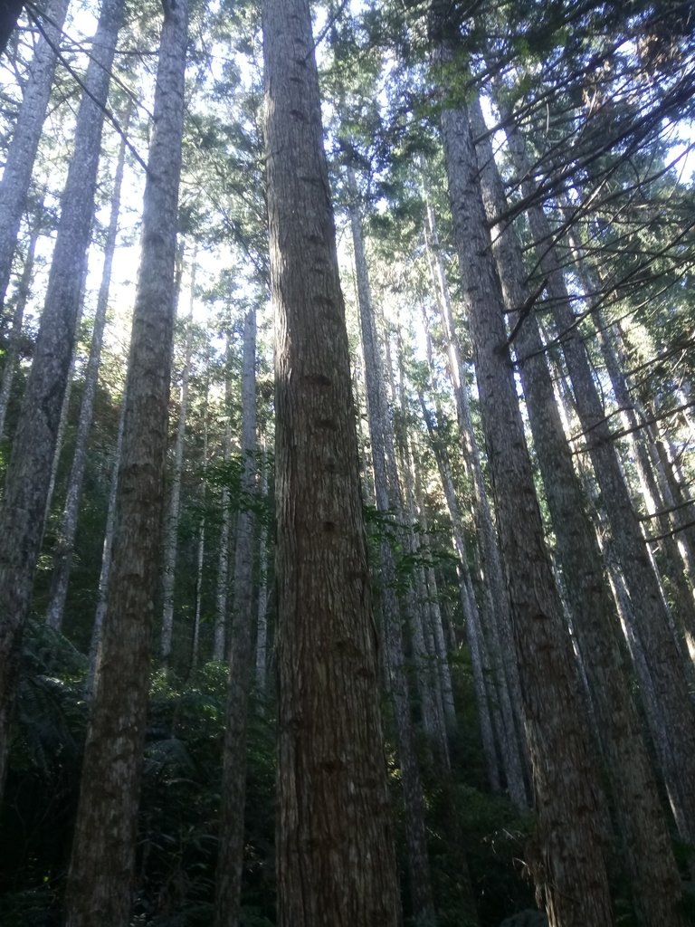 DSC_1696.JPG - 仁愛  惠蓀林場  湯公碑步道