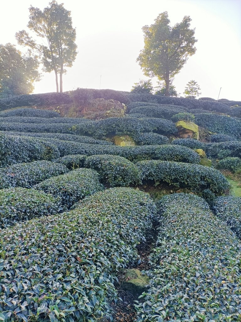 IMG20210130075304.jpg - 梅山  二尖山  龍眼茶園風光