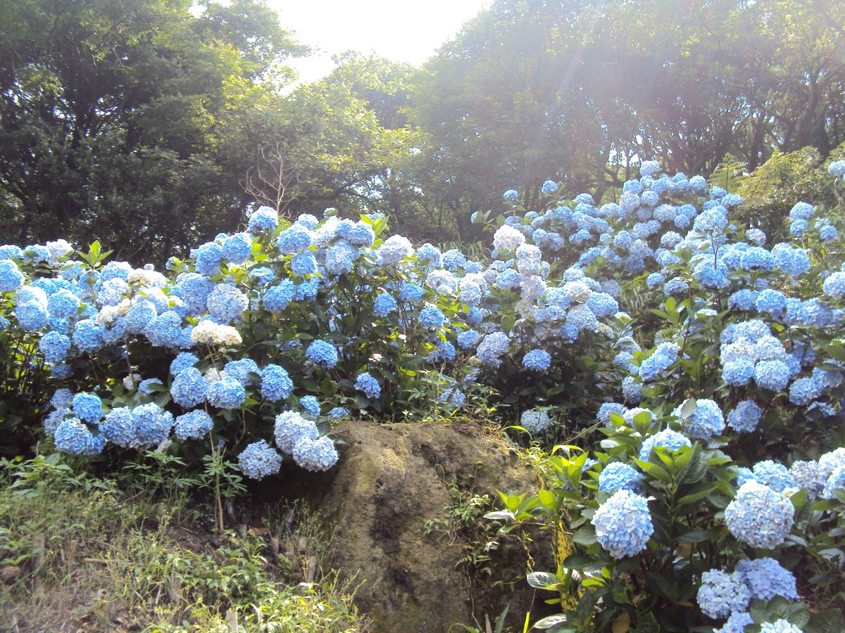 DSC08459.JPG - 水車寮  高家繡球花園