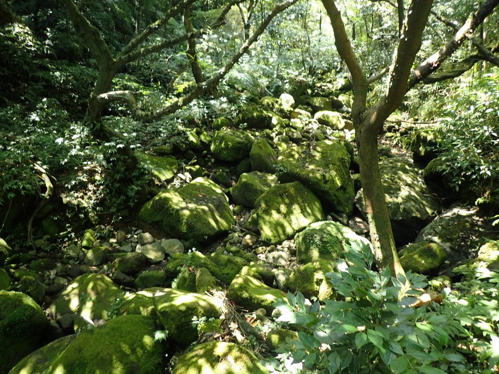 P7296120.JPG - 金山  竹子山古道  阿里磅瀑布