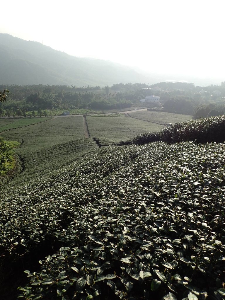 PB225328.JPG - 竹山  山坪頂茶園