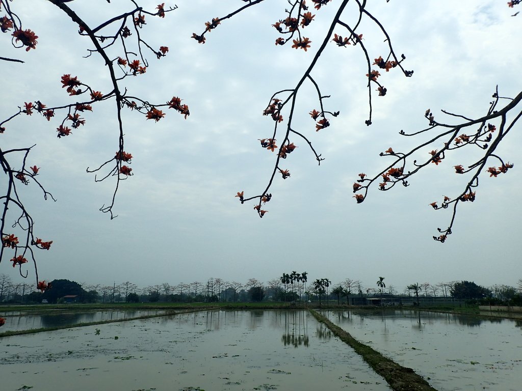 P3066622.JPG - 白河  林初埤  木棉花