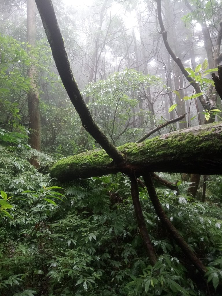 DSC_2436.JPG - 新店  獅子頭山隘勇線  01