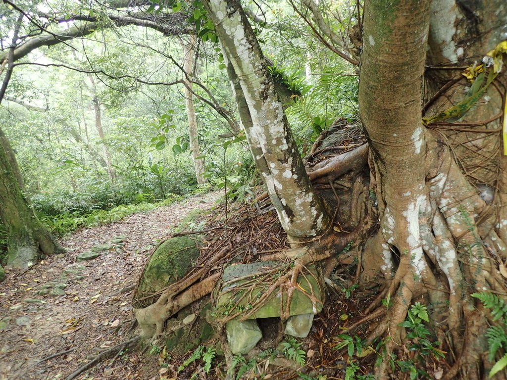 P4051077.JPG - 深坑  炮子崙登山步道