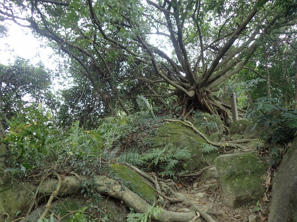 P2167963.JPG - 三峽  鳶尾山登山步道